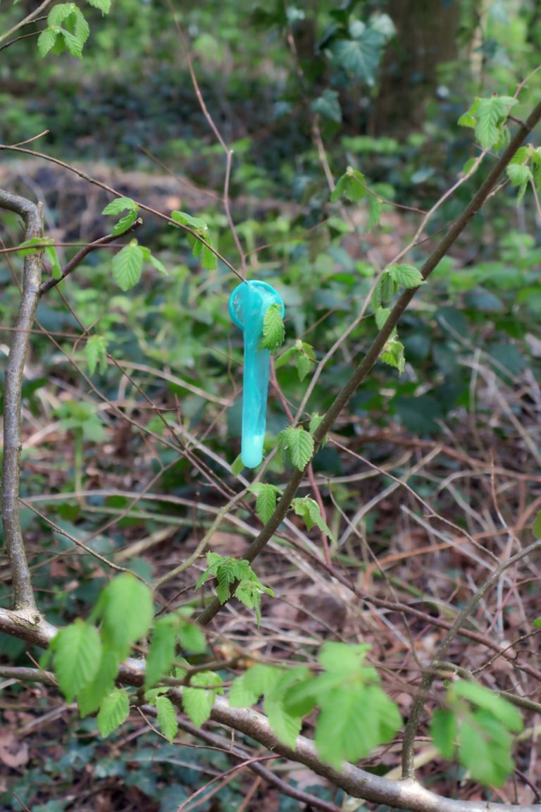 Frühling im Wald